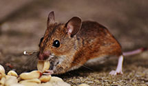24 Hour & Emergency Exterminators in Franchise Tax Brd Refunds, CA